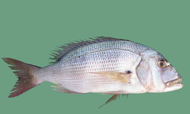 Sinarit balığı